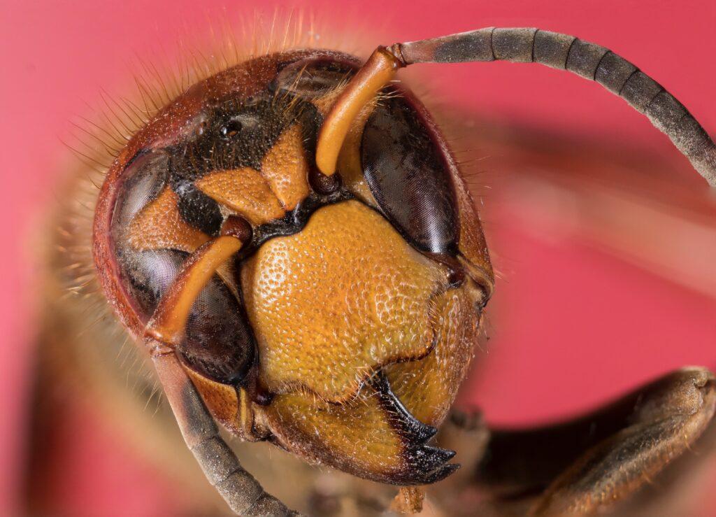 Голова пчёл
