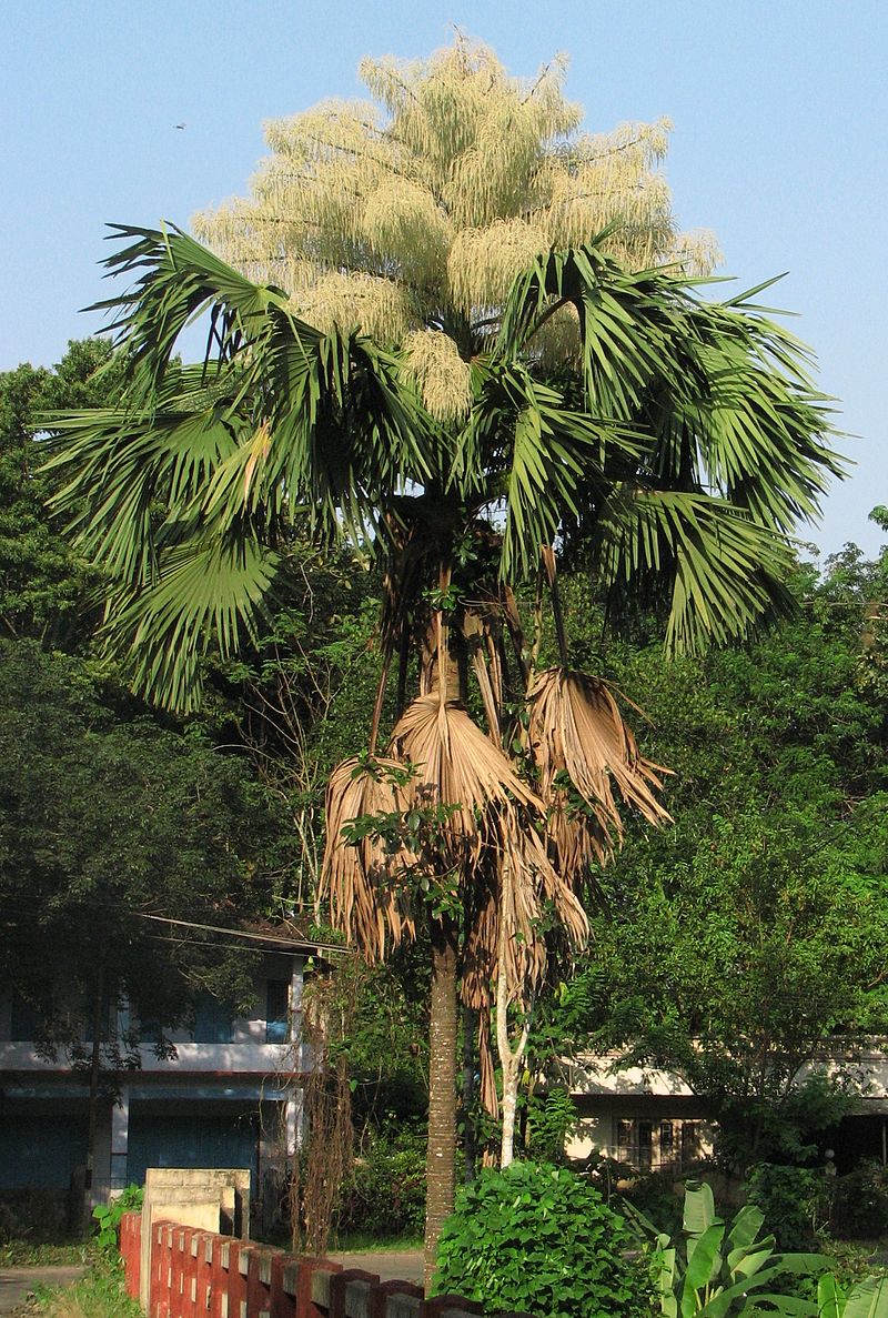 Корифа умбракулифера, пальма